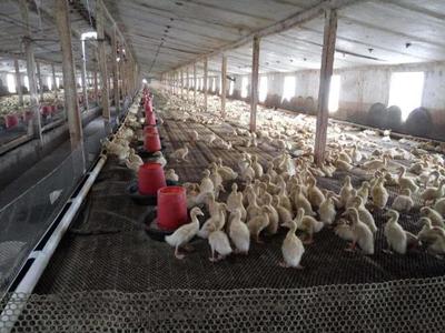 雞鴨飼養與牛羊養殖前景比較 老農的智慧之談