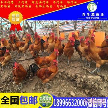 閬中優質家禽苗源地探秘 梁平縣自生源家禽養殖基地的產品與價值