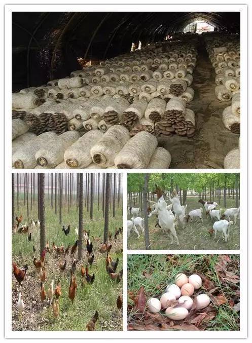 寶坻區女強人科技示范基地出爐 光禽屠宰及生產的創新征程